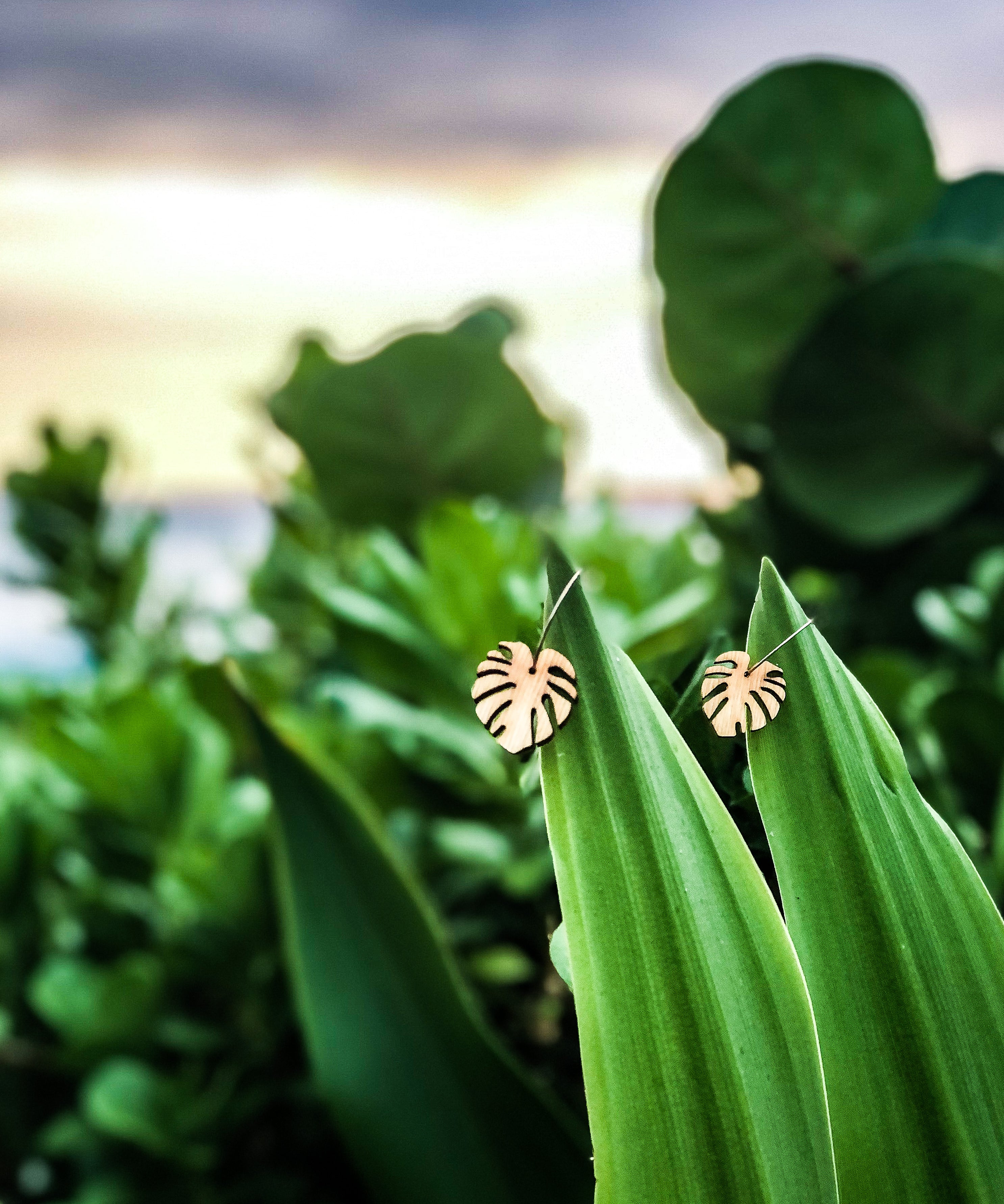 Hawaii Wood Earrings | BABY MONSTERA